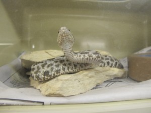 Undescribed Mexican rattlesnake
