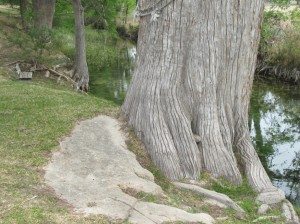 An ancient bald cypress