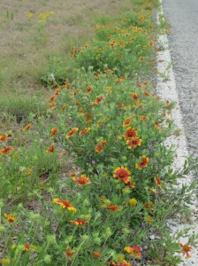 Roadside wildflowers
