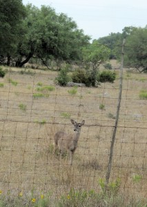 Deer along Route 37