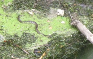 Snake in the vegetation