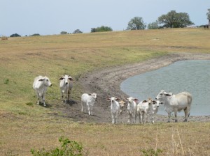 Brahman cattle